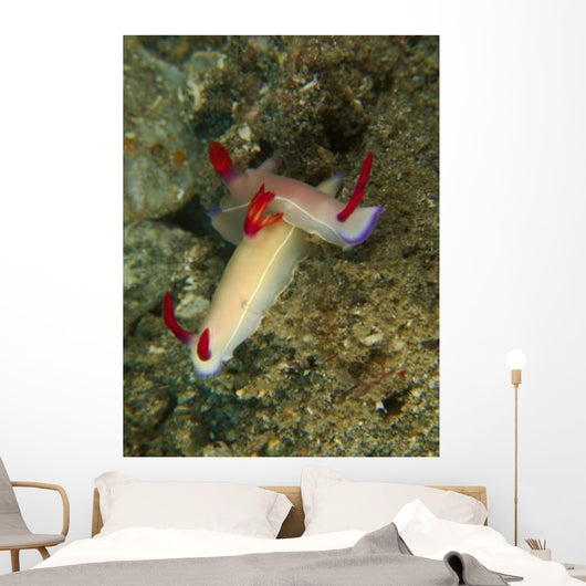 Pair Hypselodoris Bullockii Nudibranch Wall Decal