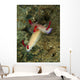 Pair Hypselodoris Bullockii Nudibranch Wall Decal
