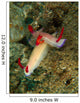 Pair Hypselodoris Bullockii Nudibranch Wall Decal