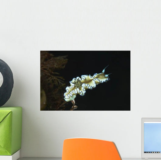 Glossodoris Atromarginata Nudibranch Bali Wall Decal Design 2