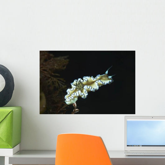 Glossodoris Atromarginata Nudibranch Bali Wall Decal Design 2