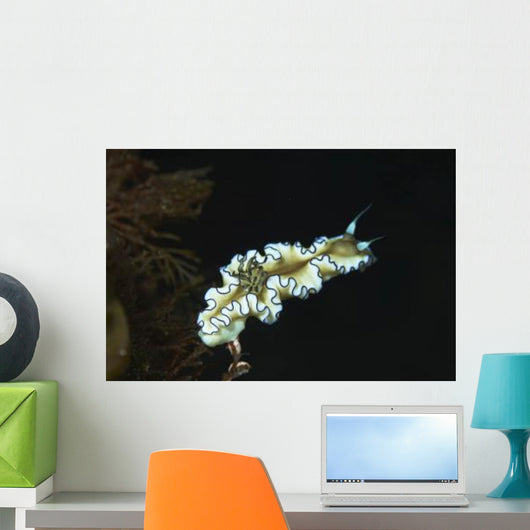 Glossodoris Atromarginata Nudibranch Bali Wall Decal Design 2