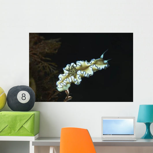 Glossodoris Atromarginata Nudibranch Bali Wall Decal Design 2
