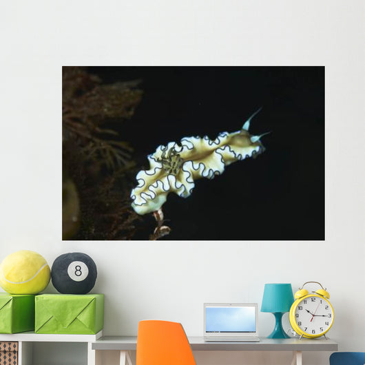 Glossodoris Atromarginata Nudibranch Bali Wall Decal Design 2