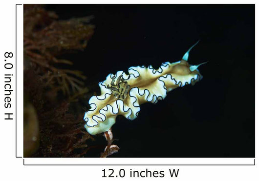 Glossodoris Atromarginata Nudibranch Bali Wall Decal Design 2