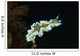 Glossodoris Atromarginata Nudibranch Bali Wall Decal Design 2