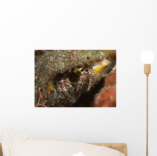 Hairy-legged Hermit Crab Emerging Wall Decal