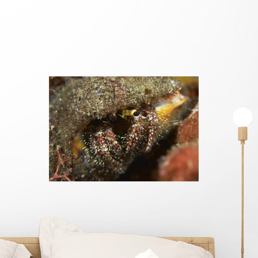 Hairy-legged Hermit Crab Emerging Wall Decal