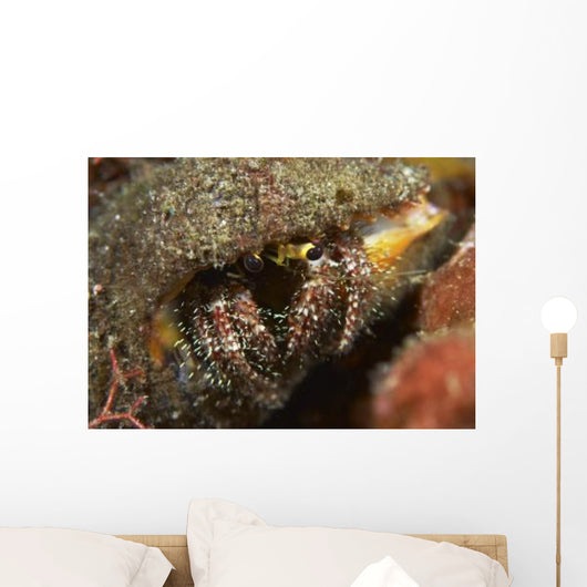 Hairy-legged Hermit Crab Emerging Wall Decal
