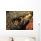 Hairy-legged Hermit Crab Emerging Wall Decal