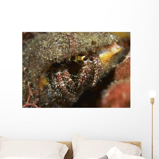 Hairy-legged Hermit Crab Emerging Wall Decal
