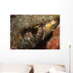 Hairy-legged Hermit Crab Emerging Wall Decal