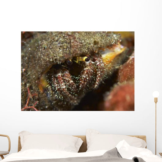 Hairy-legged Hermit Crab Emerging Wall Decal