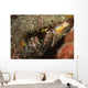 Hairy-legged Hermit Crab Emerging Wall Decal