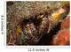 Hairy-legged Hermit Crab Emerging Wall Decal