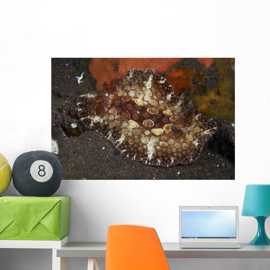 Brown and White Discodoris Wall Decal Design 2