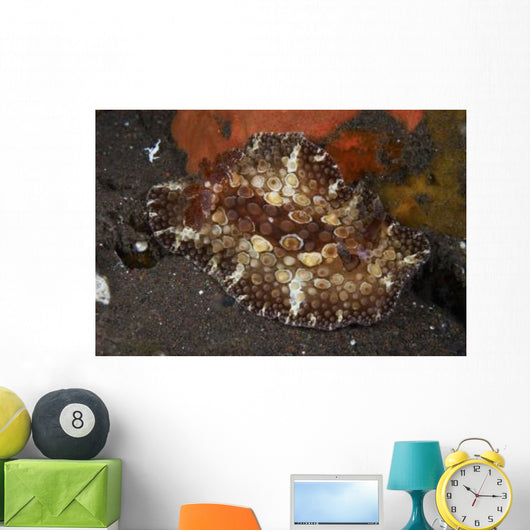 Brown and White Discodoris Wall Decal Design 2