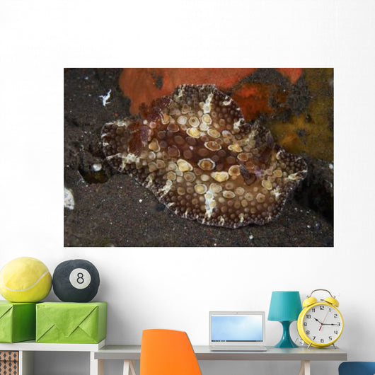 Brown and White Discodoris Wall Decal Design 2