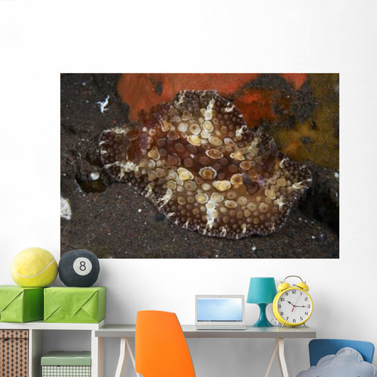 Brown and White Discodoris Wall Decal Design 2