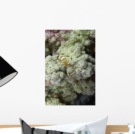 Emperor Shrimp Soft Coral Wall Decal