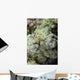 Emperor Shrimp Soft Coral Wall Decal