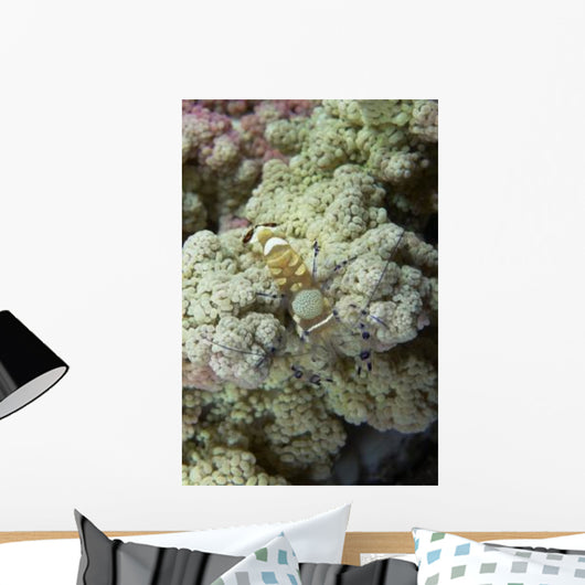 Emperor Shrimp Soft Coral Wall Decal