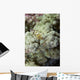 Emperor Shrimp Soft Coral Wall Decal