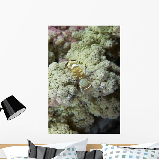 Emperor Shrimp Soft Coral Wall Decal