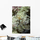 Emperor Shrimp Soft Coral Wall Decal