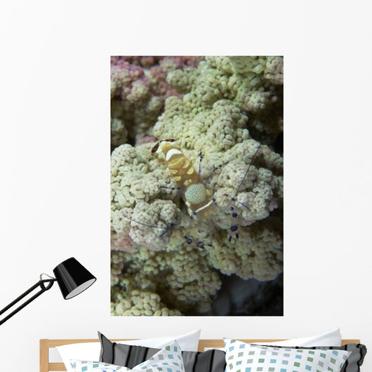 Emperor Shrimp Soft Coral Wall Decal