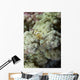 Emperor Shrimp Soft Coral Wall Decal
