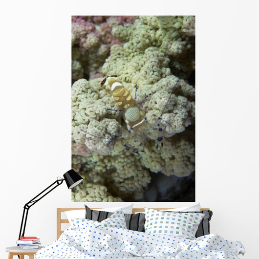 Emperor Shrimp Soft Coral Wall Decal