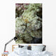 Emperor Shrimp Soft Coral Wall Decal