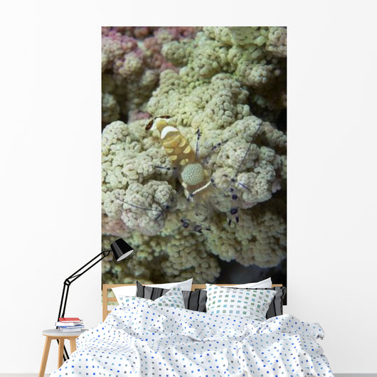 Emperor Shrimp Soft Coral Wall Decal