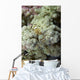 Emperor Shrimp Soft Coral Wall Decal