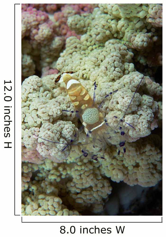 Emperor Shrimp Soft Coral Wall Decal