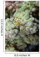 Emperor Shrimp Soft Coral Wall Decal