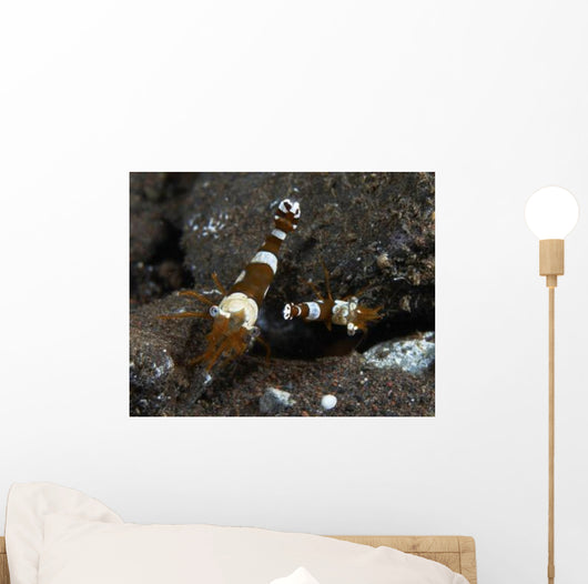 Thor Amboinensis Shrimp Brown Wall Decal