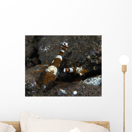 Thor Amboinensis Shrimp Brown Wall Decal