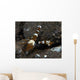 Thor Amboinensis Shrimp Brown Wall Decal