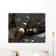Thor Amboinensis Shrimp Brown Wall Decal