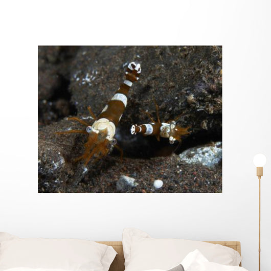 Thor Amboinensis Shrimp Brown Wall Decal