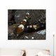 Thor Amboinensis Shrimp Brown Wall Decal