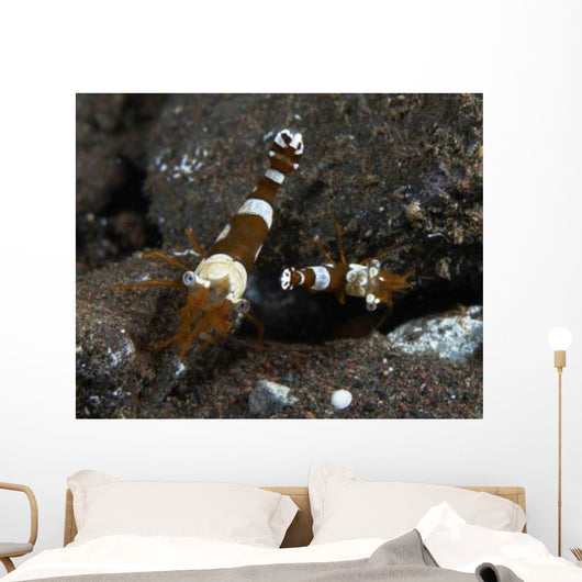 Thor Amboinensis Shrimp Brown Wall Decal