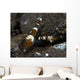 Thor Amboinensis Shrimp Brown Wall Decal