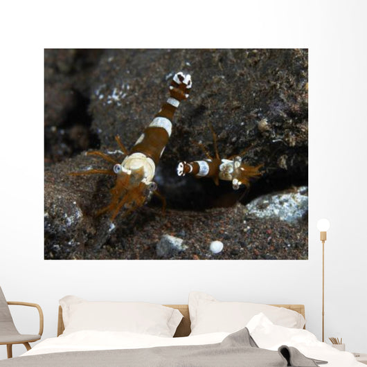 Thor Amboinensis Shrimp Brown Wall Decal