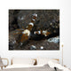 Thor Amboinensis Shrimp Brown Wall Decal