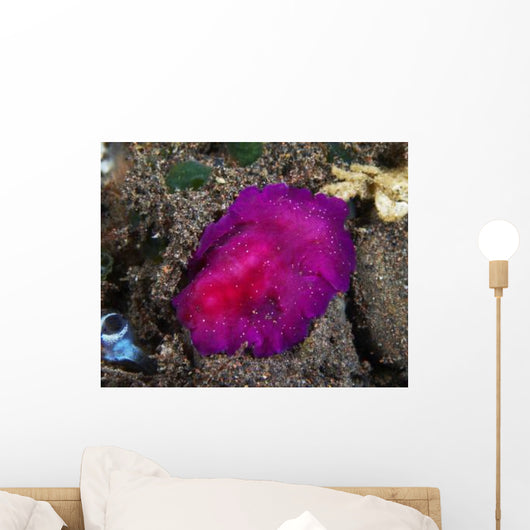 Fuchsia Pink Flatworm with Wall Decal