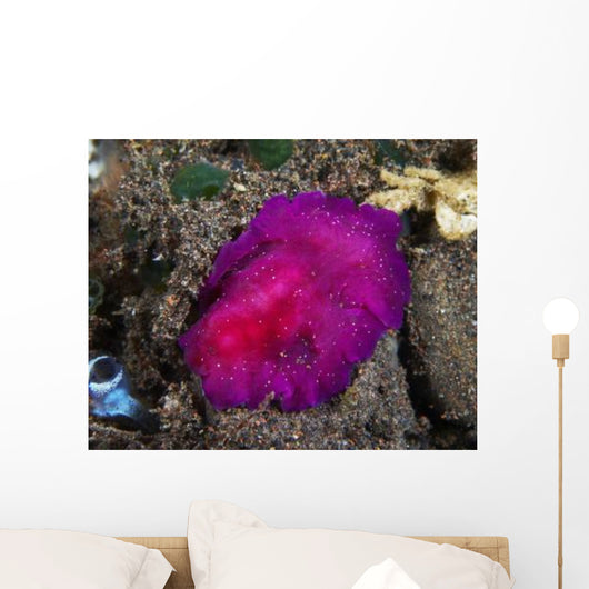 Fuchsia Pink Flatworm with Wall Decal