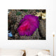 Fuchsia Pink Flatworm with Wall Decal